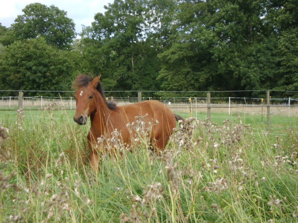 Mangalarga Marchador Hengstfohlen aus 2010